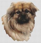 Tibetan Spaniel - Fawn (image for) Tibetan Spaniel - Fawn